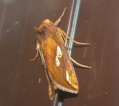 Plusia cfr. festucae (Noctuidae)